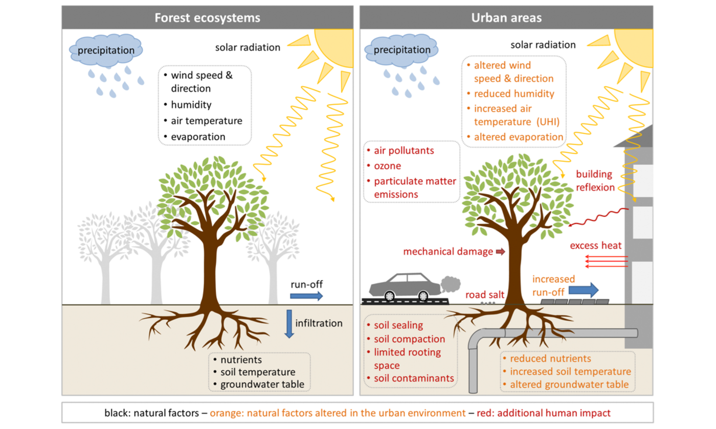 Climate Change: Trees In Cities - ESKP