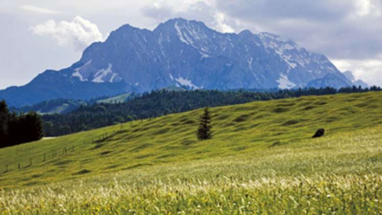 Buckelwiesen, Säbelwuchs und trunkene Wälder