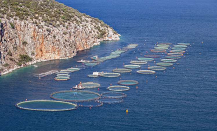 Biodiversität: Erst das Land, jetzt das Meer